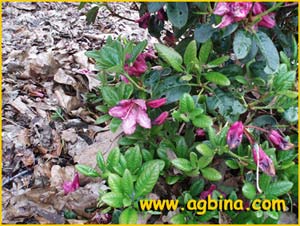    ( Rhododendron chamae-thomsonii )