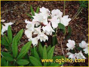   .  ( Rhododendron decorum decorum )