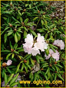    ( Rhododendron degronianum var. hondoense )