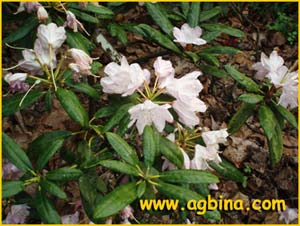    ( Rhododendron degronianum ssp. heptamerum )
