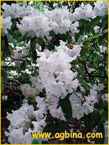   ( Rhododendron discolor )