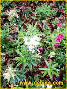   ( Rhododendron diversipilosum )