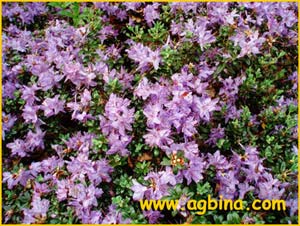    ( Rhododendron fastigiatum )
