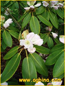   .  ( Rhododendron fortunei ssp. fortunei )