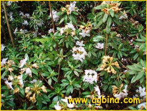    ( Rhododendron hippophaeoides )