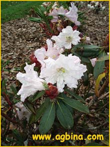   ( Rhododendron huianum )