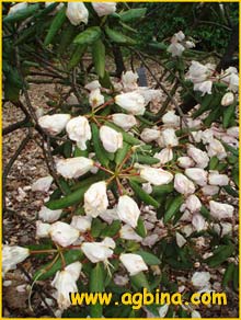   ( Rhododendron hyperythrum / rubropunctatum )