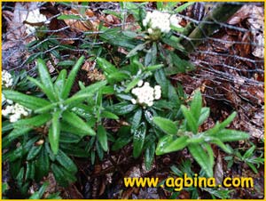   ( Rhododendron hypoleucum )