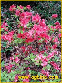   ( Rhododendron kaempferi )