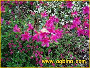  ( Rhododendron kiusianum )