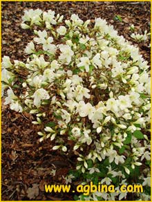   .    ( Rhododendron obtusum var. kaempferi )