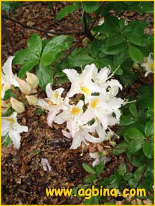   ( Rhododendron occidentale )