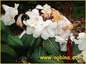    .  ( Rhododendron orbiculare ssp. cardiobasis )