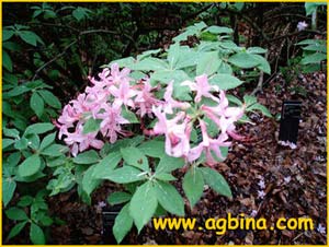   .  ( Rhododendron periclymenum f. grandiferum )
