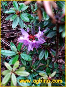   ( Rhododendron polycladum )