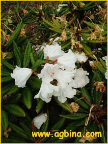   ( Rhododendron pseudochrysanthum)