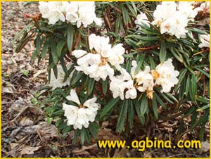   .  ( Rhododendron roxieanum var. oreonastes )