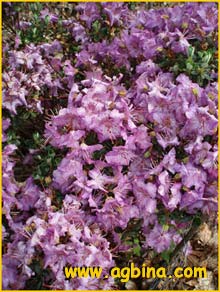   ( Rhododendron saluenense var. saluenense )