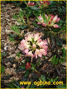    ( Rhododendron sanguineum )