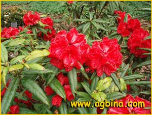    ( Rhododendron strigulosum )