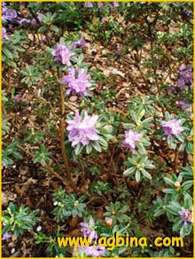   ( Rhododendron tsai )