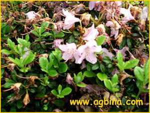   .  ( Rhododendron uniflorum var. uniflorum )