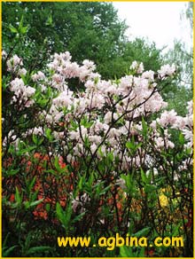   ( Rhododendron vaseyi )