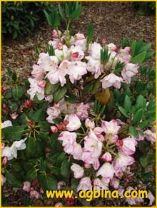    - ( Rhododendron wardii puralbum )