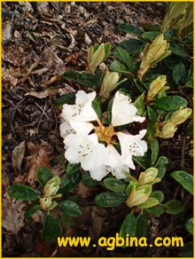   ( Rhododendron wiltonii )