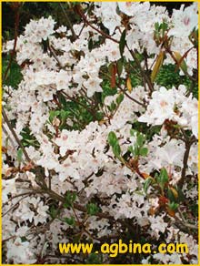   ( Rhododendron yunnanense )