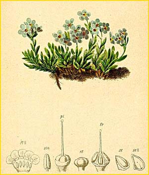   ( Eritrichium terglouense ) Atlas der Alpenflora (1882) by Anton Hartinger