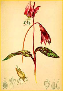   ( rythronium dens-canis / maculatum ) Atlas der Alpenflora (1882) by Anton Hartinger