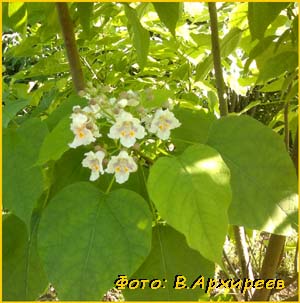   /  /   ( Catalpa bignonioides / syringaefolia )