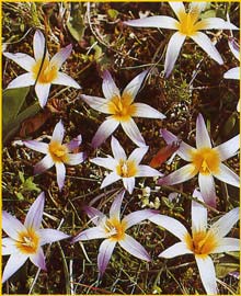   ( Romulea bulbocodium )