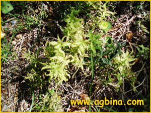    ( Rubia peregrina ssp. longifolia )