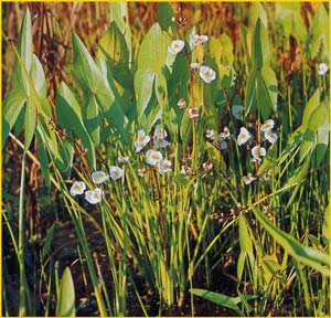   ( Sagittaria sagittifolia )
