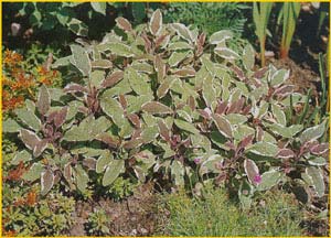 Шалфей лекарственный трехцветный ( Salvia officinalis 'Tricolor' )