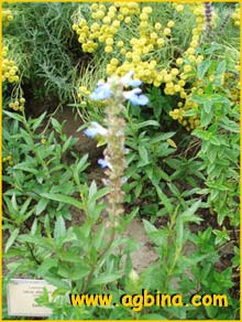 Шалфей болотный  ( Salvia uliginosa )
