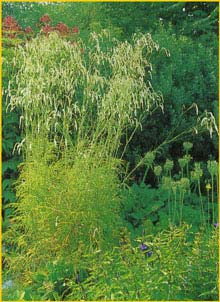    ( Sanguisorba tenuifolia 'Alba' )