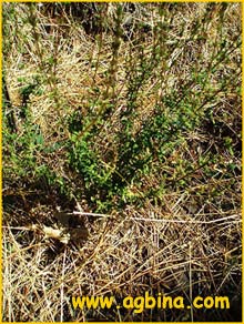   .   ( Satureja cuneifolia ssp.obovata )