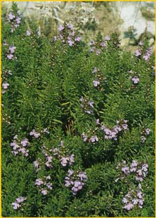      ( Satureja montana ssp. illyrica )