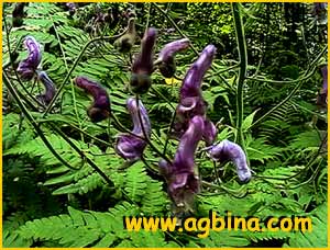   (Aconitum septentrionale)