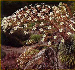   ( Saxifraga longifolia )
