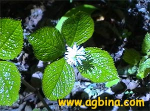   (Chloranthus japonicus)
