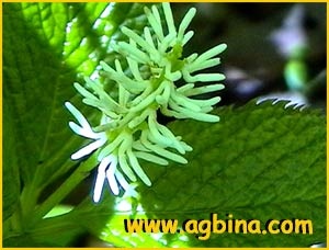   (Chloranthus japonicus)