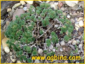    ( Draba  bruniifolia / diversifolia )