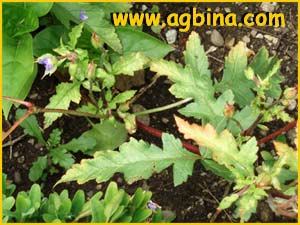    ( Erodium gruinum )