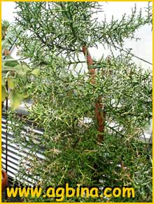   ( Euphorbia stenoclada )