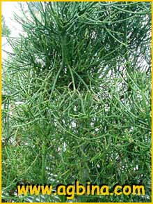     ( Euphorbia tirucalli )