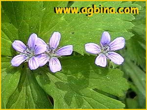   ( Geranium pseudosibiricum )